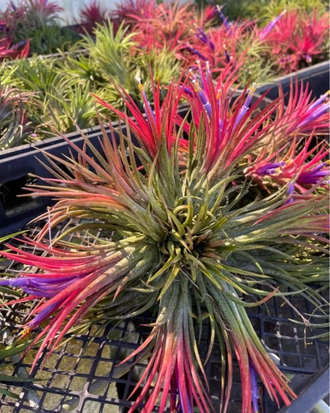 Tillandsia ionantha 'Fuego Ball' — LC Blooms & More Tillandsia ionantha 'Fuego Ball' — LC Blooms & More